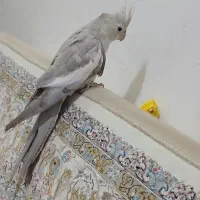 عروس هلندی ماده