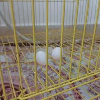 عروس هلندی لوتیتو ماده تخم گزار