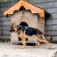 لونه سگ. خونه سگ با کلاس