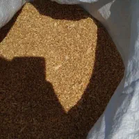 گندم درجه یک تمیز