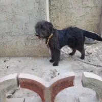 توله سگ قهدریجان