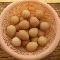 تخم مرغ  شاخدار