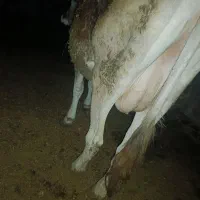 گاو نزدیک زایمان
