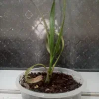 نهال خرما