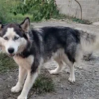 سگ زیبا