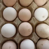 تخم مرغ نطفه دار لاری افغان