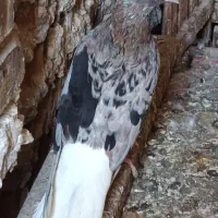 سوسنگرد خیابان طالقانی شمالی
