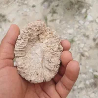فروش انواع فسیل