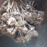 سیر محلی خشک امسالی
