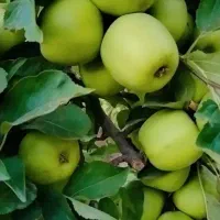 دو-قطعه-زمین-باغی-دونبش-کنار-هم-فنس-دار-با-آب