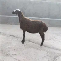 تخلی هیولای شال