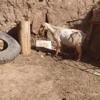 شاه بز سانن سه قلو زا