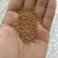بذریونجه