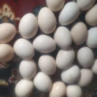 تخممرغ