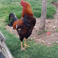 خروس لاری