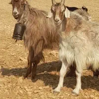 بره چاق نر