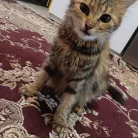 واگذاری گربه مین کو