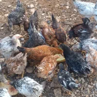 خروس