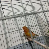 جوجه مرغ و خروس