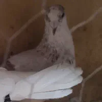 کفتر باخت رفته پلاکی