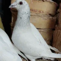 کفتر پرشی