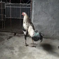 خروس لاری مرغ