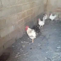 مرغ و خروس