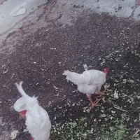 خروس