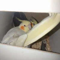 عروس هلندی