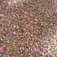 کارگر برای گلچینی