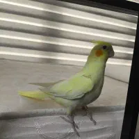 جوجه عروس هلندی