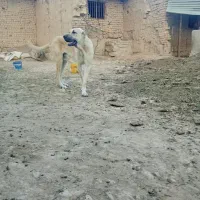 سگ سرابی