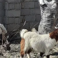 بزغاله ی چاووش سه عدد|حیوانات مزرعه|نیشابور, شهرک رضوی|دیوار