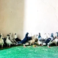 کبوتر نر ماده مخصوص نوبازی
