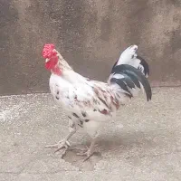 مرغ و خروس گلین