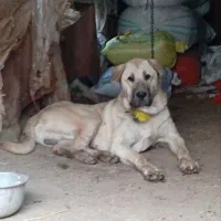 سگ پژدر