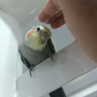 پرنده گم شده