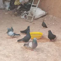 کفتر قیل چم و نوک و سبز