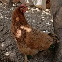 مرغ|حیوانات مزرعه|آبسرد, |دیوار