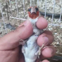 جوجه سهره