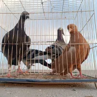 کفتر پرشی و جفتگاه