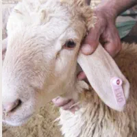 تهیه دام زنده برای زائر اقا امام رضا