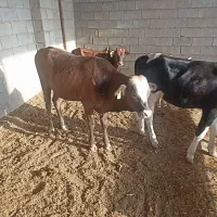 فروش گوساله