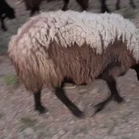 یک جفت میش