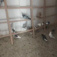 فروش تعدادی کبوتر