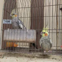 عروس هلندی ماده