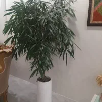 درختچه امستر