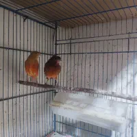 یک جفت قناری سوخته جوان