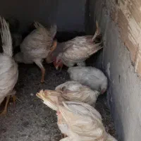 خـروس ـ مـرغ