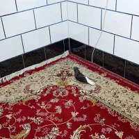 کبوتر دم سفید